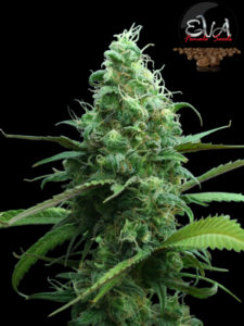 PinkPlant