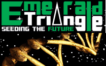 emerald-triangle-seeds-logo