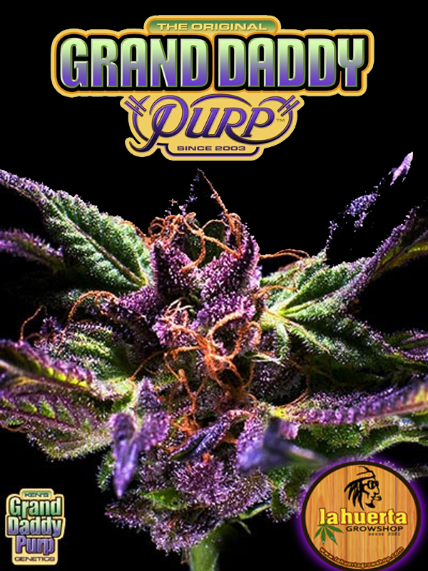 Grand Daddy Purple, Grand Daddy Genetics