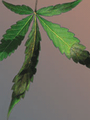 carencia-fosforo-cannabis carencia-fosforo-cannabis