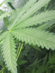 marihuana-creciendo-bajo-consumo marihuana-creciendo-bajo-consumo