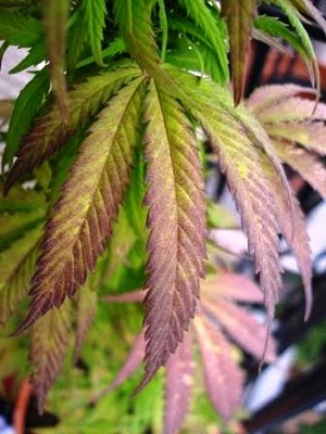 ¿Qué le pasa a mi planta de Marihuana? Frío. ¿Qué le pasa a mi planta de Marihuana? Frío.