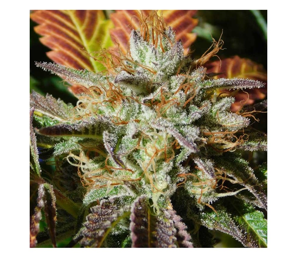 Wedding Cookies de Original Sensible Seeds