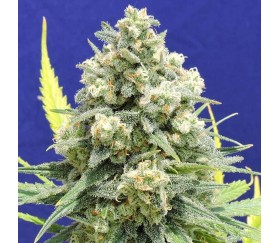 White Critical from Original Sensible Seeds