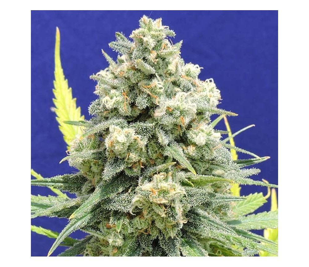 White Critical from Original Sensible Seeds