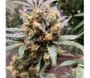 White Critical par Original Sensible Seeds