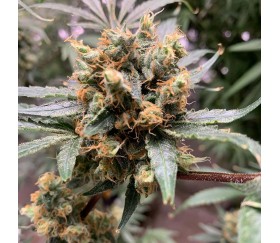 White Critical de Original Sensible Seeds