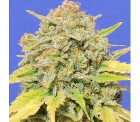 Zkittlez von Original Sensible Seeds