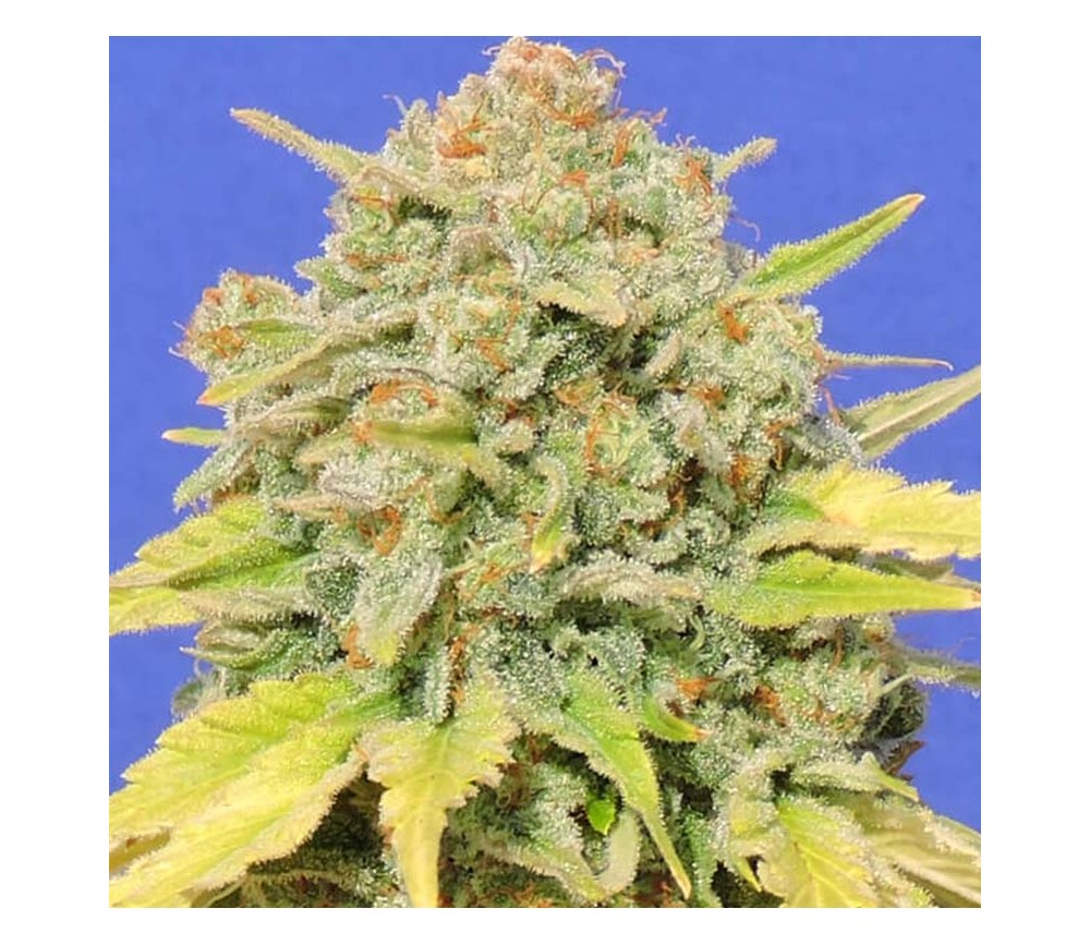 Zkittlez de Original Sensible Seeds