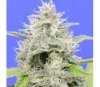 Zkittly Gorilla de Original Sensible Seeds