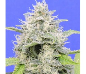 Zkittly Gorilla of Original Sensible Seeds