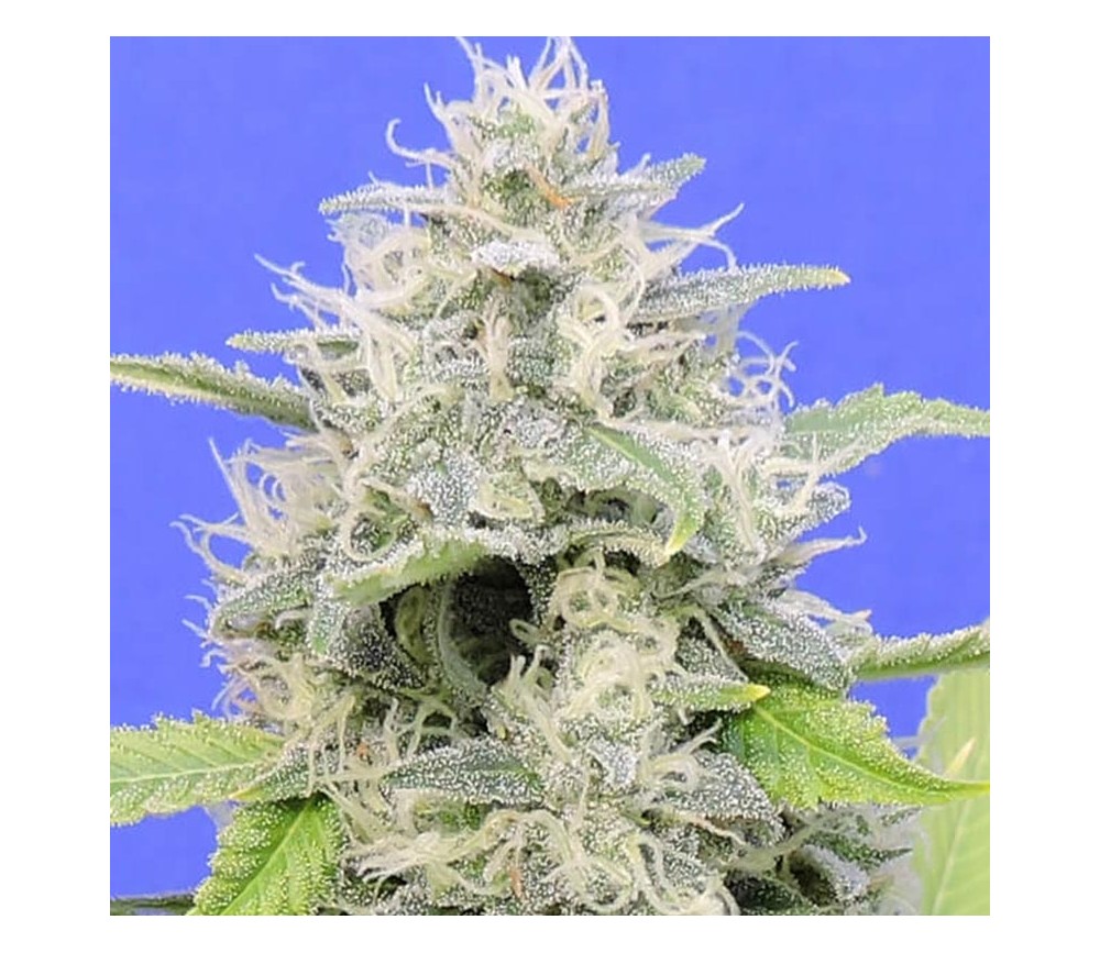 Zkittly Gorilla of Original Sensible Seeds