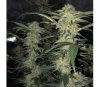 Zkittly Gorilla de Original Sensible Seeds