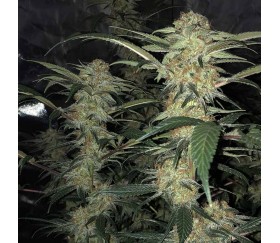 Zkittly Gorilla of Original Sensible Seeds