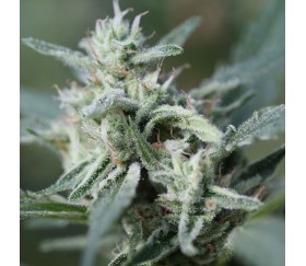 Cannafuel CBD+ von Original Sensible Seeds