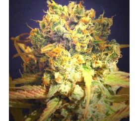 DR Bruce Banner CBD von Original Sensible Seeds