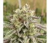Break-Up Cake Auto de Kannabia Seeds
