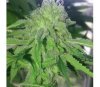 Break-Up Cake Auto de Kannabia Seeds