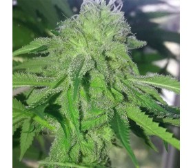 Break-Up Cake Auto de Kannabia Seeds