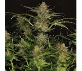 Dream Sherbet Auto de Kannabia Seeds