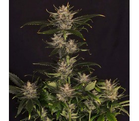 Gorilla King Auto de Kannabia Seeds