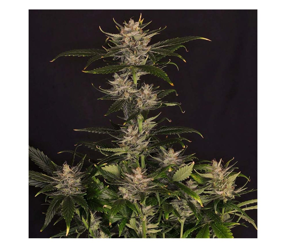 Gorilla King Auto de Kannabia Seeds