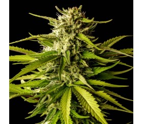 Break-Up Cake de Kannabia Seeds