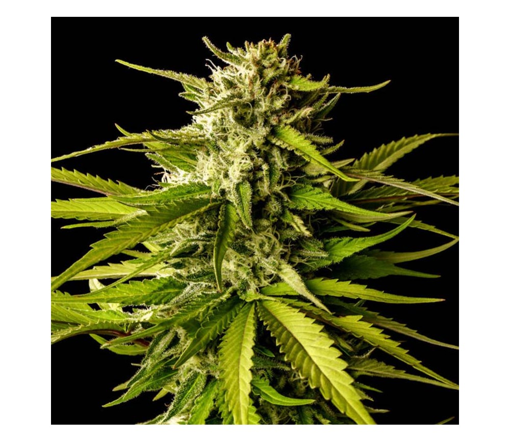 Break-Up Cake de Kannabia Seeds