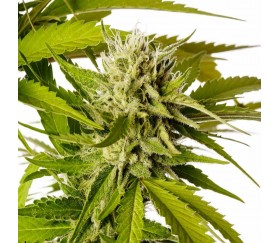 Break-Up Cake de Kannabia Seeds