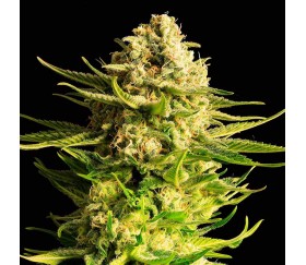 Indica Cream de Kannabia Seeds