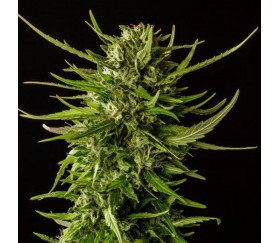 Dosidos de Kannabia Seeds