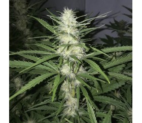 Mimosa Dream de Kannabia Seeds