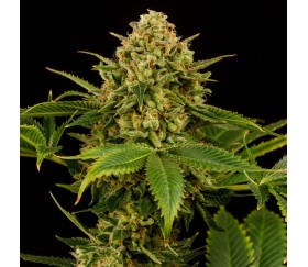 Monkey Grease de Kannabia Seeds