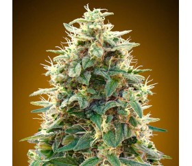 Auto 00 Cheese de 00 Seeds