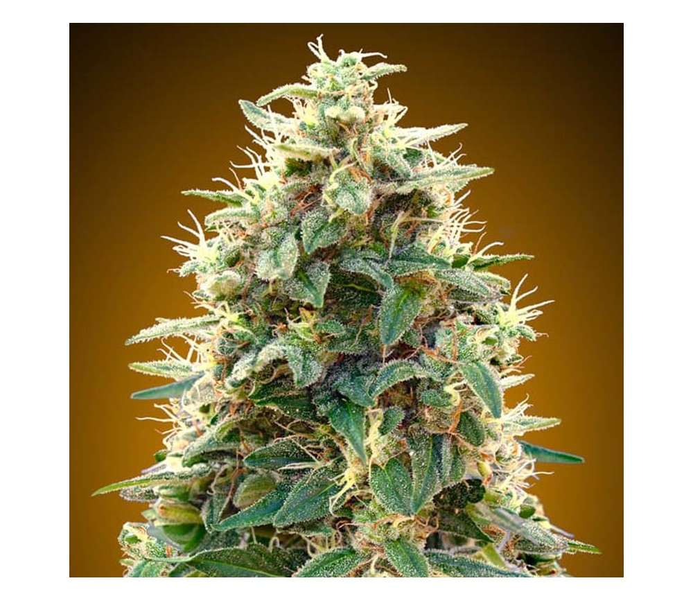 Auto 00 Cheese de 00 Seeds