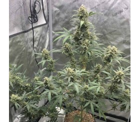 Auto 00 Cheese de 00 Seeds