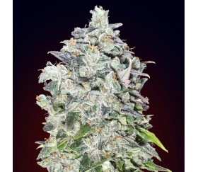 Auto 00 Kush de 00 Seeds