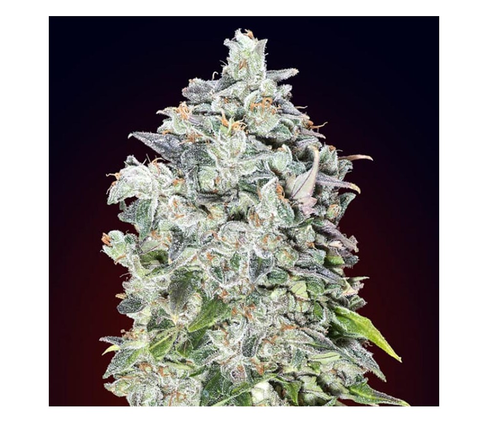 Auto 00 Kush de 00 Seeds