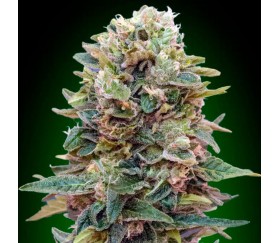 Auto Afghan Mass de 00 Seeds

La Auto Afghan Mass de 00 Seeds est une variété de cannabis autoflorissante réputée pour ses