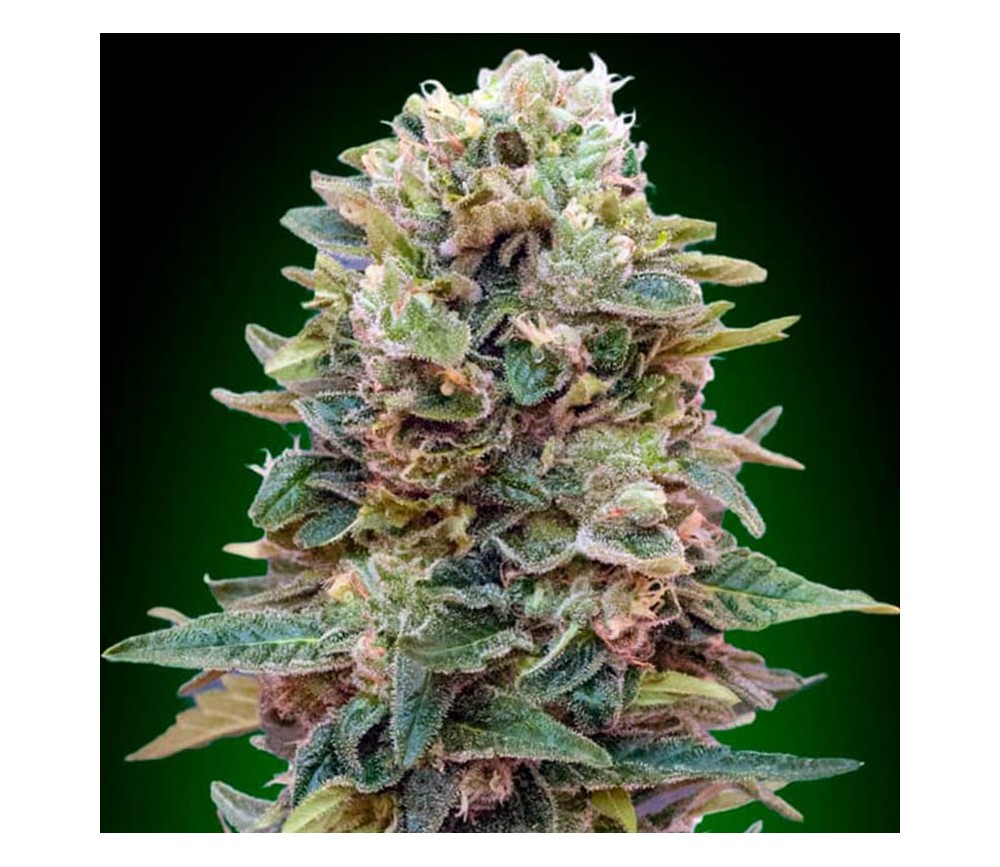 Auto Afghan Mass de 00 Seeds

La Auto Afghan Mass de 00 Seeds est une variété de cannabis autoflorissante réputée pour ses