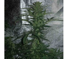 Auto Afghan Mass de 00 Seeds