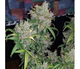 Auto Blueberry de 00 Seeds