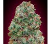 Auto Bubble Gum from 00 Seeds.