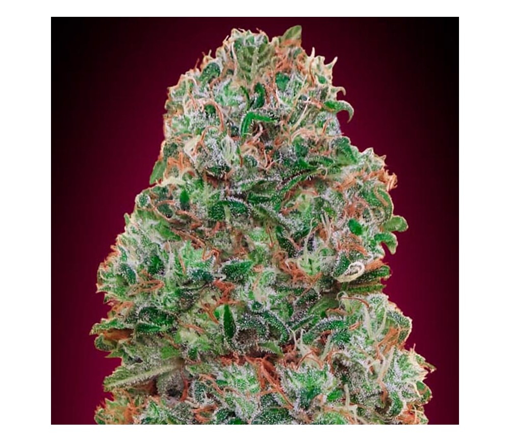 Auto Bubble Gum de 00 Seeds

Auto Bubble Gum es una variedad de semillas de cannabis auto floreciente creada por 00 Seeds. Esta