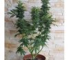 Auto Bubble Gum from 00 Seeds.