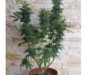 Auto Bubble Gum de 00 Seeds