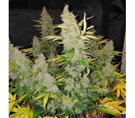 Auto Bubble Gum XXL de 00 Seeds