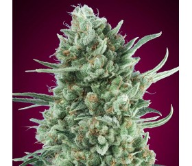 Auto Bubble Gum XXL de 00 Seeds