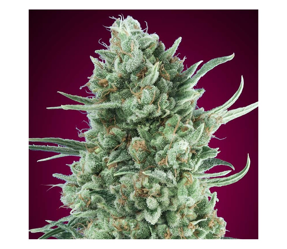 Auto Bubble Gum XXL de 00 Seeds