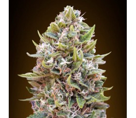 Auto Cheese Berry de 00 Seeds est une variété de cannabis autofloraison créée par le célèbre producteur de graines de cannabis,